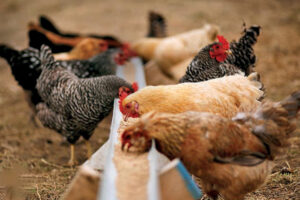 Molasses Beet Powder for Livestock Feed by Herb Bridge